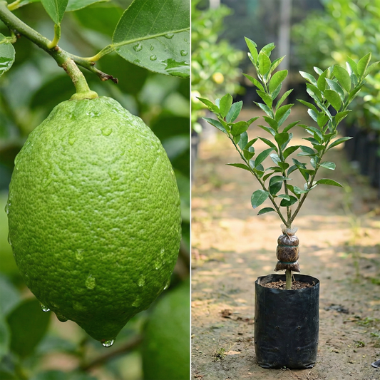 BloomTopia All Season Desi Gandharaj Lemon (Nimbu/Lebu) Live Plant | Original Air-Layered Grafted Green Lemon Plant | Highly Fragrant, Fast Growing Fruit Plant for Home, Terrace & Kitchen Garden