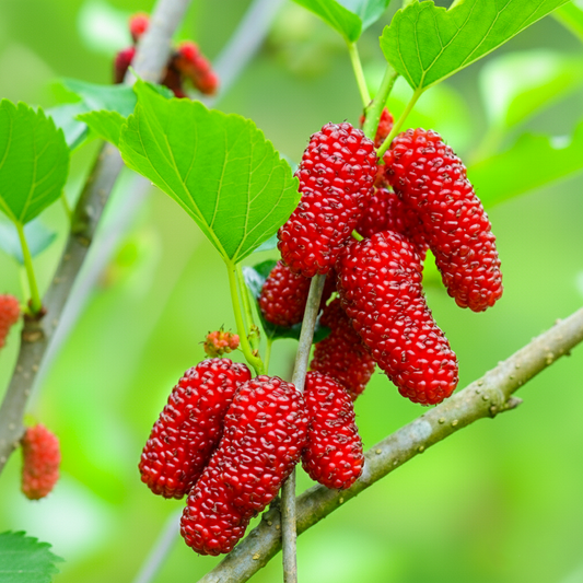 BloomTopia Premium Rare Hybrid Shahtoot Mulberry Fruit Plant | Long, Thick & Juicy Deep Red Mulberries | All-Time Fruiting | Healthy Fast Growing High Yield Live Plant for Home Garden & Terrace