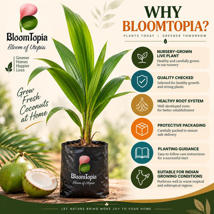 BloomTopia Vietnam dwarf coconut plant handling and packing information.