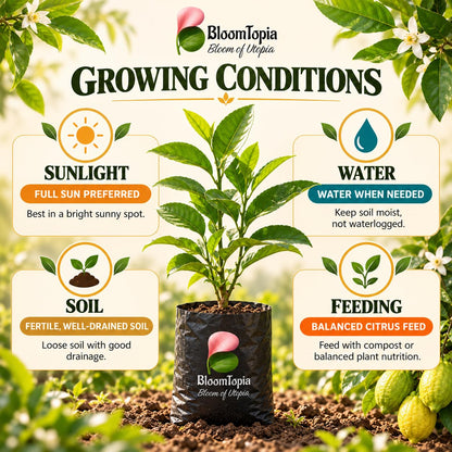 Sunlight, water, soil and feeding guide for Gondhoraj Lemon.