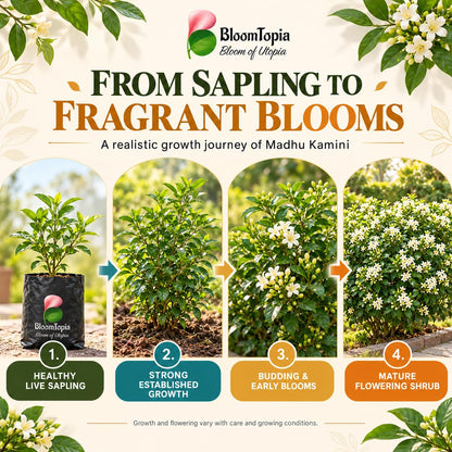 Illustrated growth stages for Madhu Kamini, from young plant to mature growth.