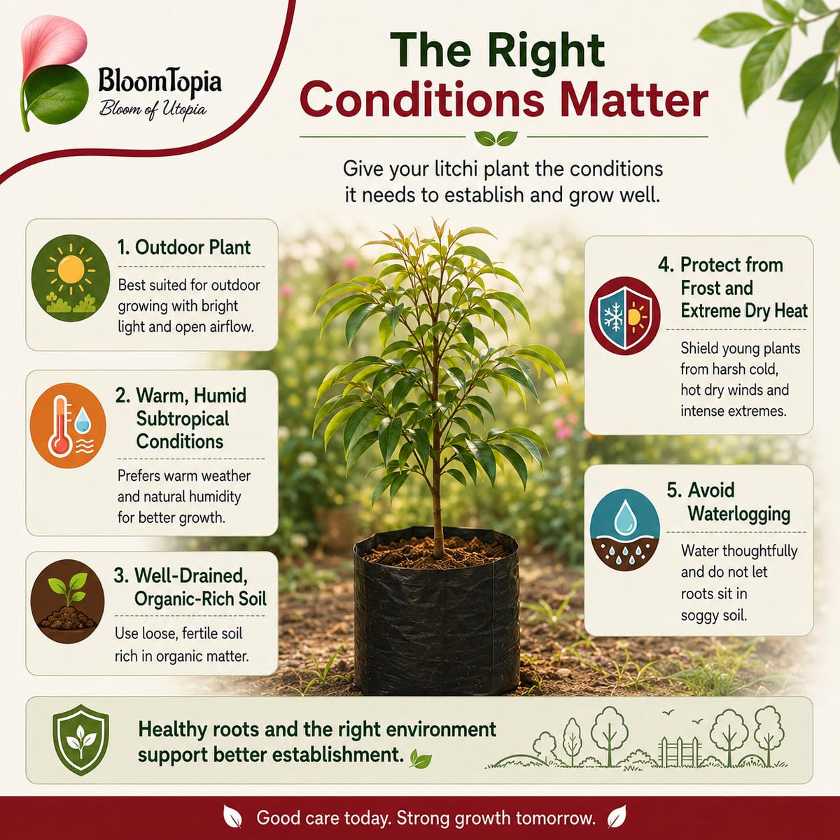 Litchi light, watering and soil conditions guide.