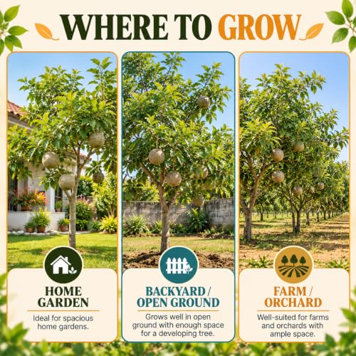 Illustrated growing locations for Kodbel Wood Apple.