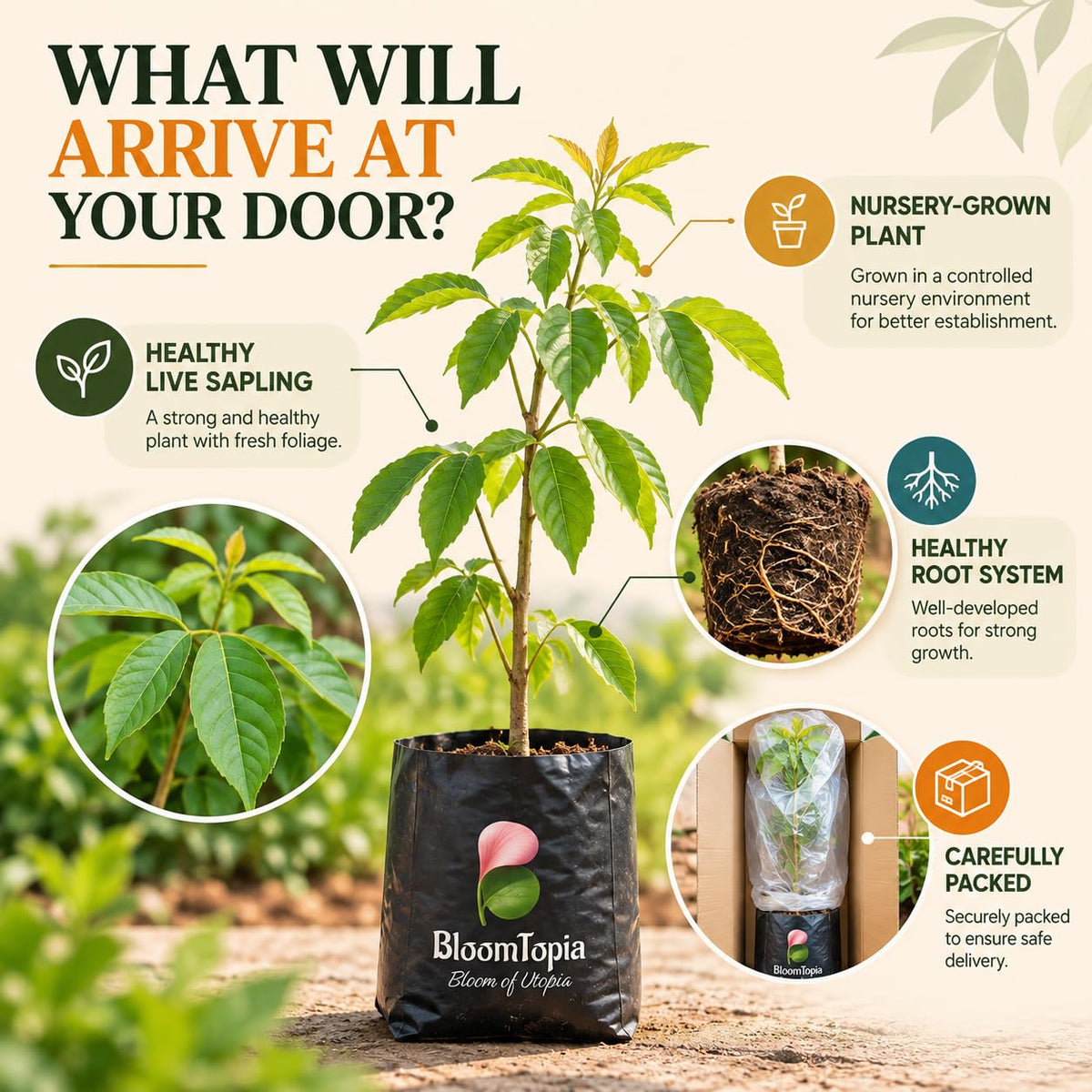 Illustrated plant, root close-ups and pack-presentation panel for Tabebuia Rosea Pink Trumpet Tree.