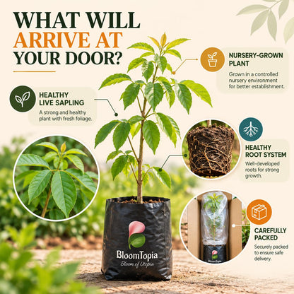 Illustrated plant, root close-ups and pack-presentation panel for Tabebuia Rosea Pink Trumpet Tree.