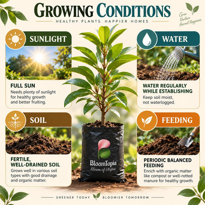 Sunlight, water, soil and feeding guide for Hybrid Chiku Sapodilla.