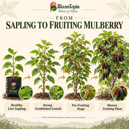 Illustrated growth stages for Chiang Mai 60 Mulberry, from young plant to mature growth.