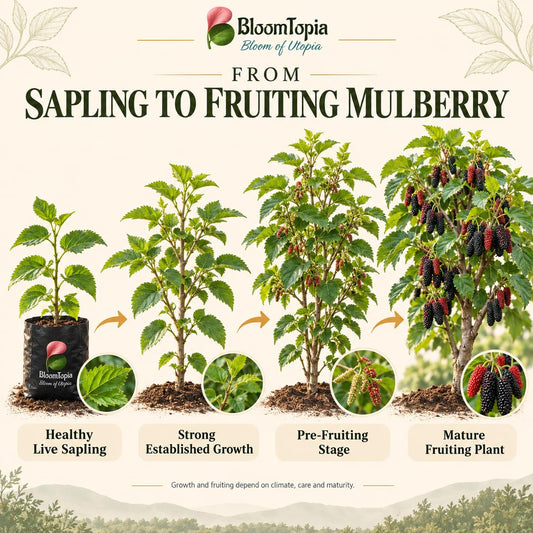 Illustrated growth stages for Chiang Mai 60 Mulberry, from young plant to mature growth.