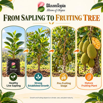Illustrated growth stages for Vietnam Super Early Jackfruit, from young plant to mature growth.