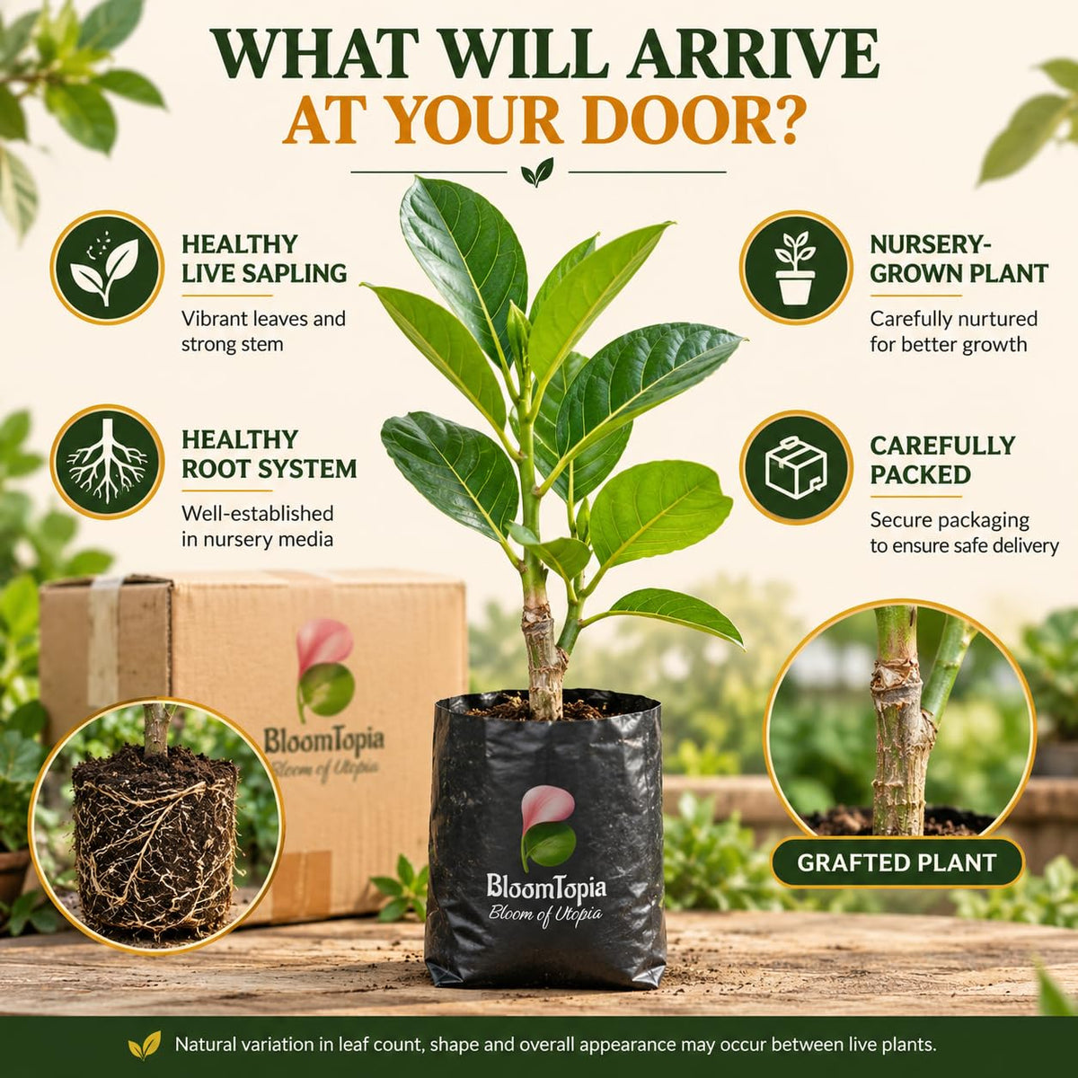 Illustrated plant, root close-ups and pack-presentation panel for Thai All Time Grafted Jackfruit.