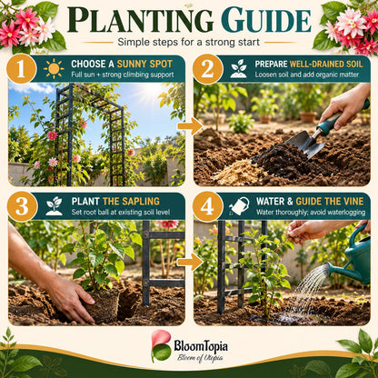 Step-by-step planting illustration for Double Petal Madhumalti Rangoon Creeper.