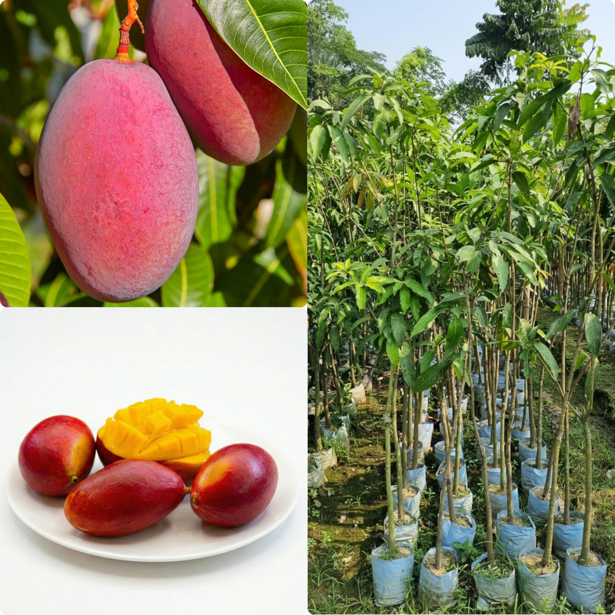 Mango fruit and nursery plant collage.