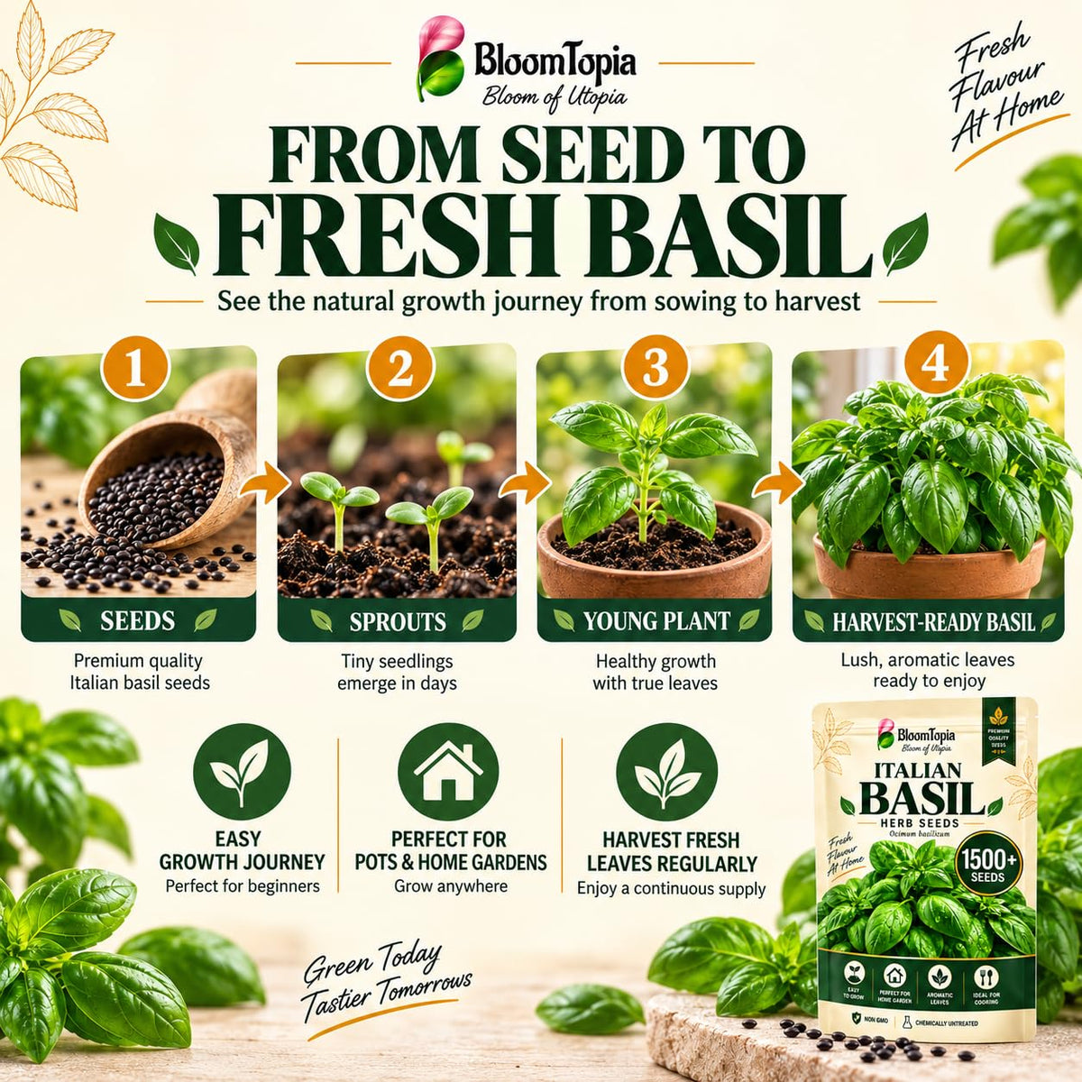 Illustrated progression from basil seed to mature foliage.