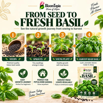Illustrated progression from basil seed to mature foliage.