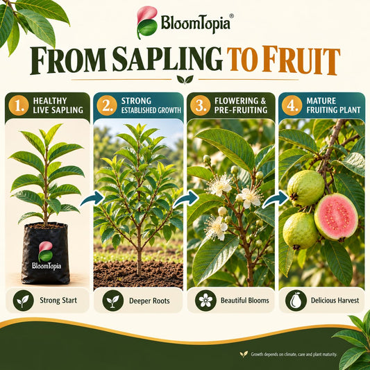 Illustrated growth stages for Red Diamond Guava, from young plant to mature growth.