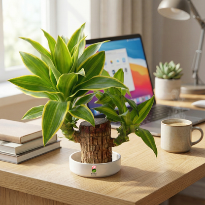 Lucky Brazilian Wood Live Plant for Home & Office | Good Luck Indoor Green Plant for Room & Desk Decor | Easy Care Air-Purifying Indoor Plant | Fresh Healthy Live Plant