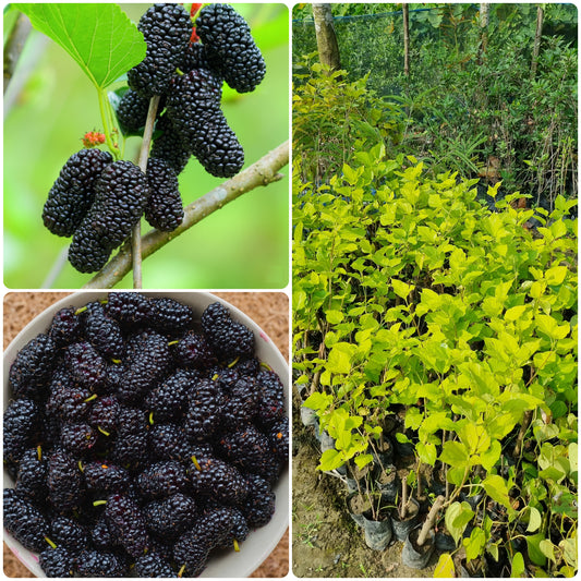 BloomTopia Mulberry (Shahtoot) Live Fruit Plant | Super High Yield Sweet Variety | Fast Growing, Hardy Outdoor Fruit Plant for Home & Kitchen Garden | Pack of 1