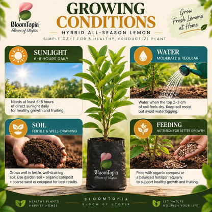 Sunlight, water, soil and feeding guide for Hybrid All-Season Lemon.