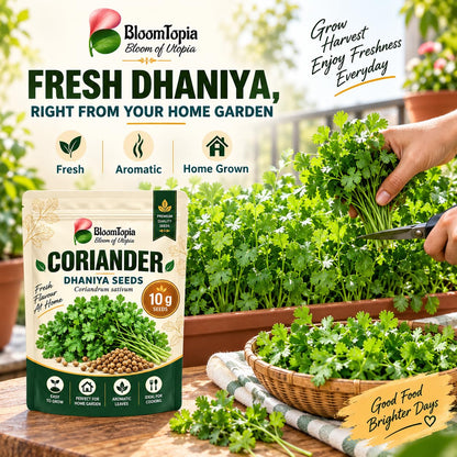 Coriander growing in a raised container beside its seed pack.