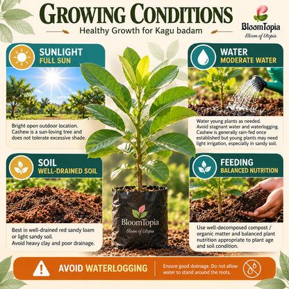Sunlight, water, soil and feeding guide for Kaju Badam Cashew Nut.