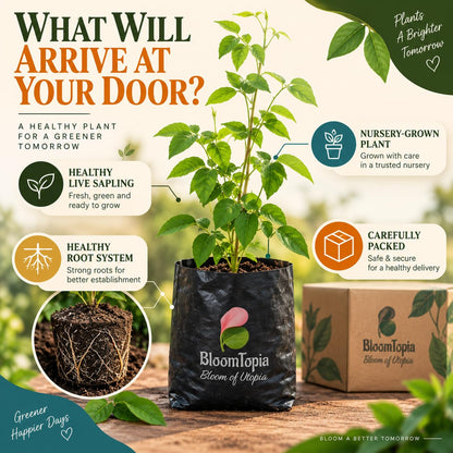 Illustrated plant, root close-ups and pack-presentation panel for Aparajita.