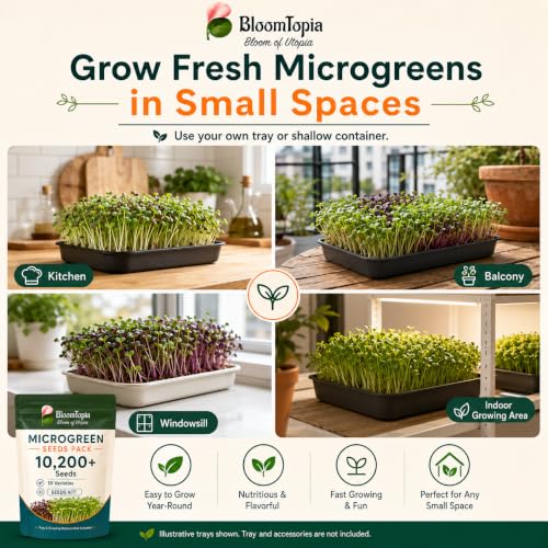 Microgreens growing in trays on shelves and near a window.