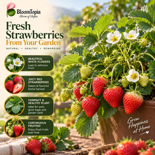 Illustration of mature Strawberry features with variety callouts.