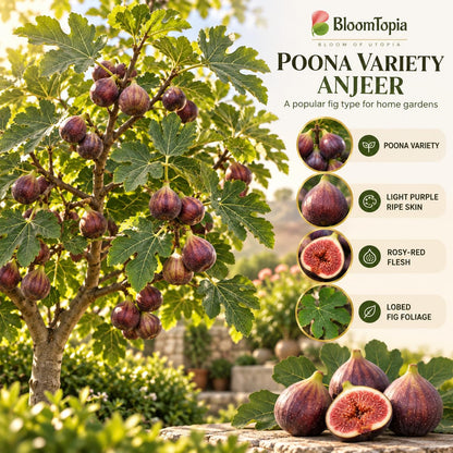 Illustration of mature Poona Anjeer Fig features with variety callouts.