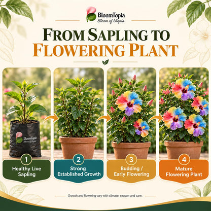 Illustrated growth stages for Hibiscus, from young plant to mature growth.