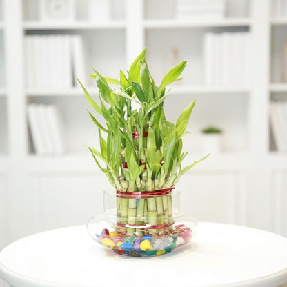 Lucky bamboo arranged in a glass bowl with colourful stones.