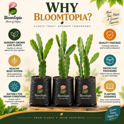 BloomTopia plant-handling and brand-information panel featuring Dragon Fruit.