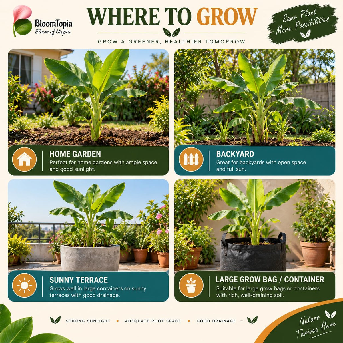 Illustrated growing locations for Dwarf Banana.