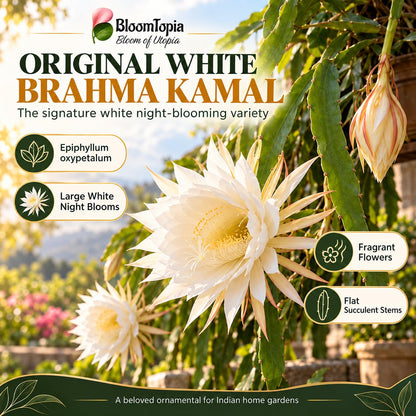 Illustration of mature White Brahma Kamal features with variety callouts.