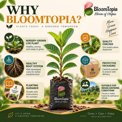 BloomTopia plant-handling and brand-information panel featuring All Seasons Guava.