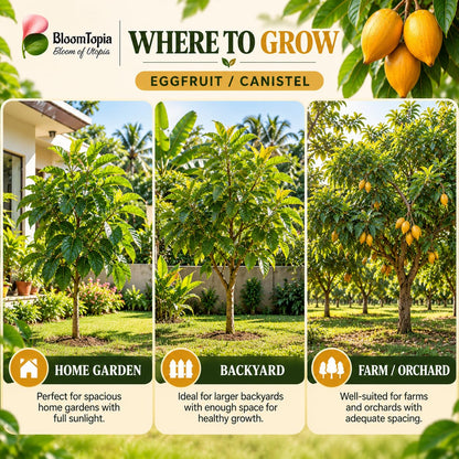 Illustrated growing locations for Egg Fruit Canistel.
