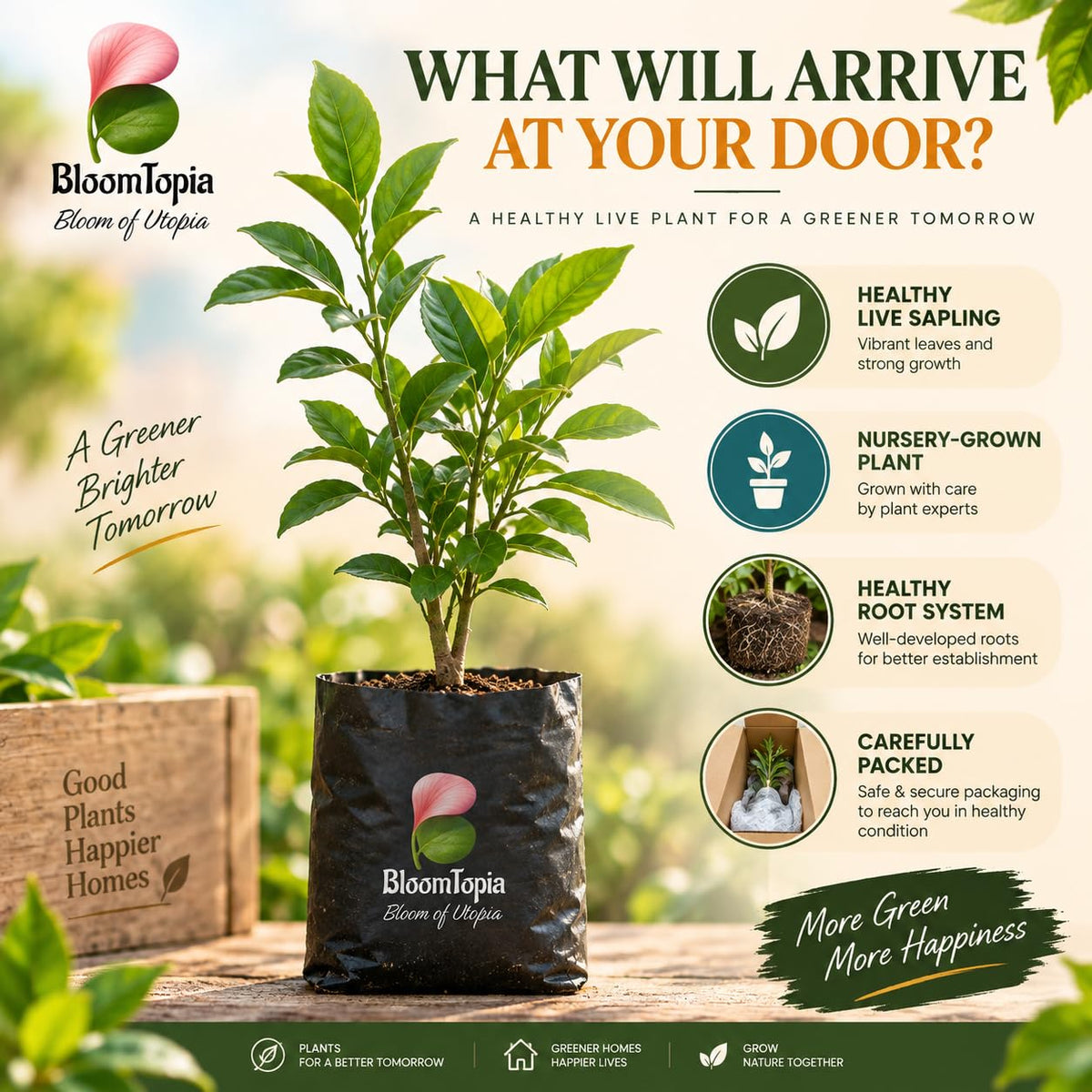 Illustrated plant, root close-ups and pack-presentation panel for Nagpur Mandarin Orange.