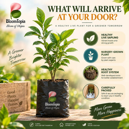 Illustrated plant, root close-ups and pack-presentation panel for Nagpur Mandarin Orange.