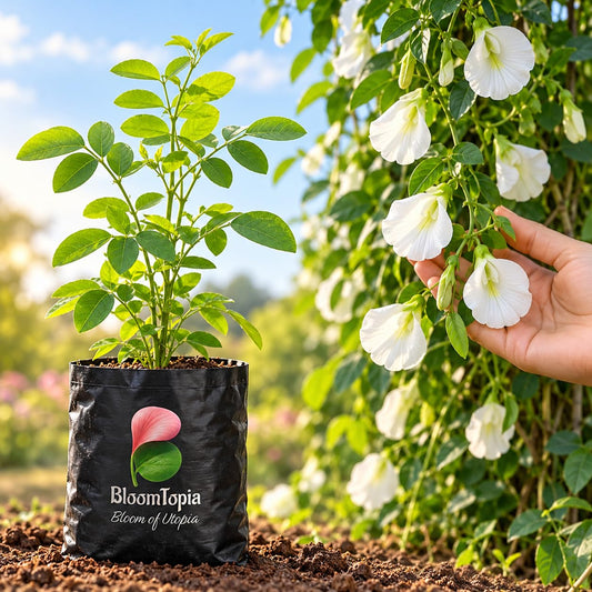 Illustration comparing young White Aparajita nursery growth with a mature plant.
