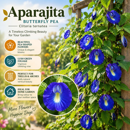 Illustration of mature Aparajita features with variety callouts.