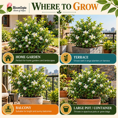 Illustrated growing locations for Madhu Kamini.