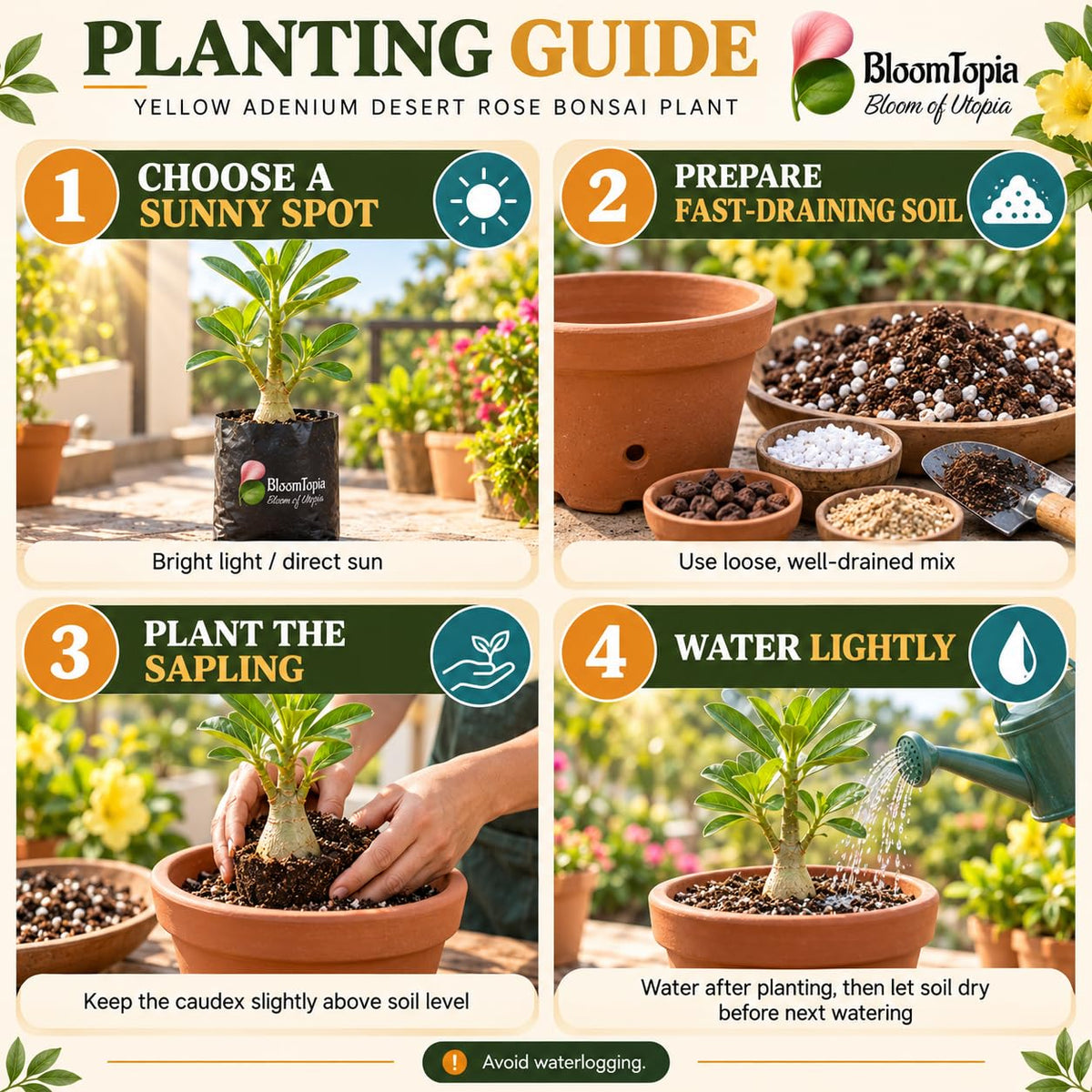 Step-by-step planting illustration for Yellow Adenium Desert Rose Bonsai.