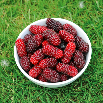 BloomTopia Premium Hybrid Mulberry (Shahtoot) Live Fruit Plant | Rare Long, Thick & Juicy Deep Red Fruits | Super High Yield, Fast Growing Hardy Plant | Ideal for Pot & Outdoor Planting (All-Time Fruiting)