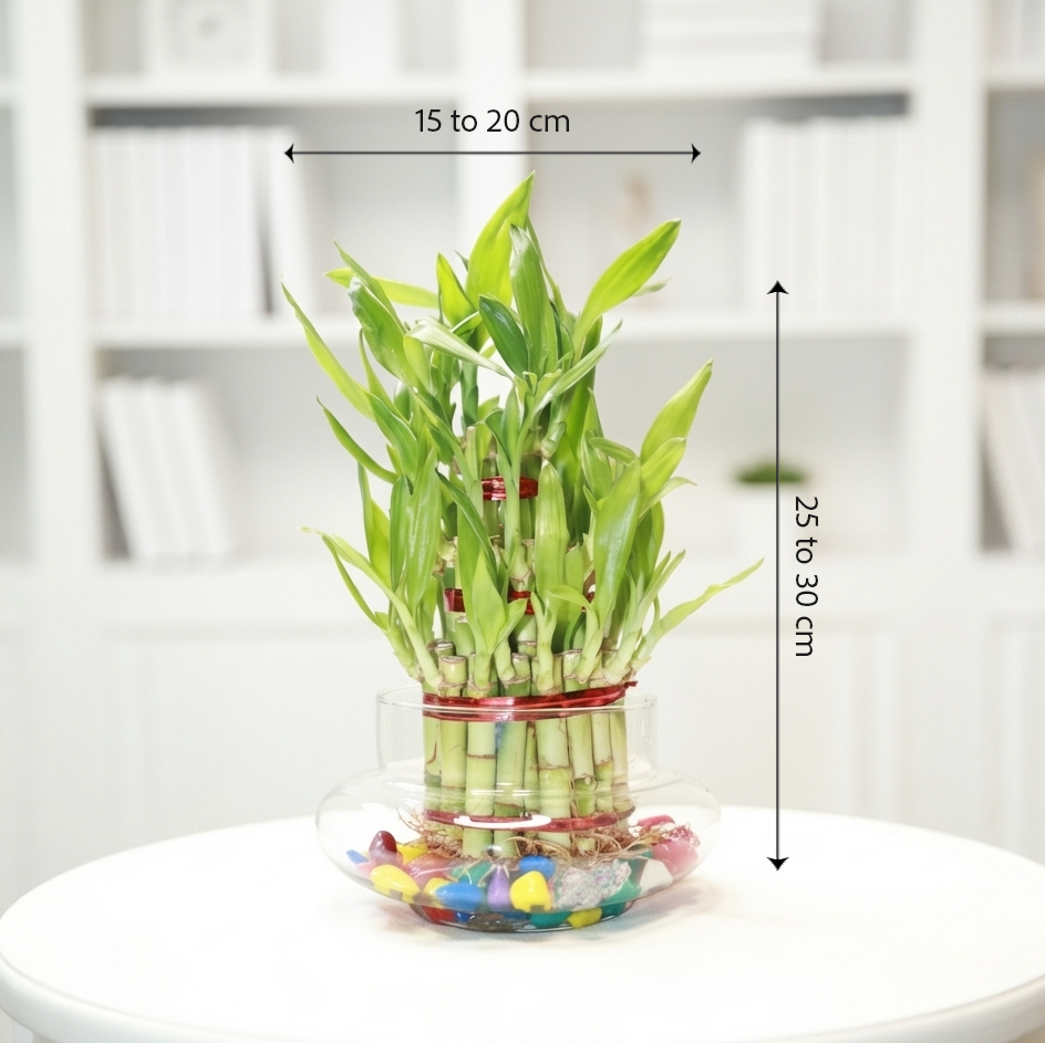 Lucky Bamboo 3 Layer Feng Shui Plant with Glass Jar | Live Indoor Plant for Home & Office | Includes Colorful Stones & Water Gel Balls | Symbol of Luck, Prosperity & Positive (Glass Bowl, 3 Layer)