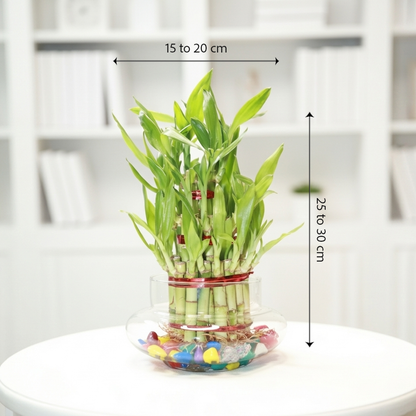 Lucky Bamboo 3 Layer Feng Shui Plant with Glass Jar | Live Indoor Plant for Home & Office | Includes Colorful Stones & Water Gel Balls | Symbol of Luck, Prosperity & Positive (Glass Bowl, 3 Layer)