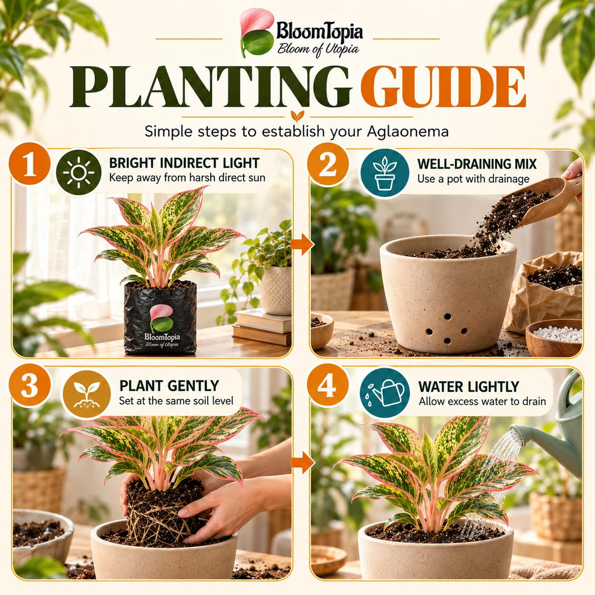 Four-step planting illustration for Aglaonema.
