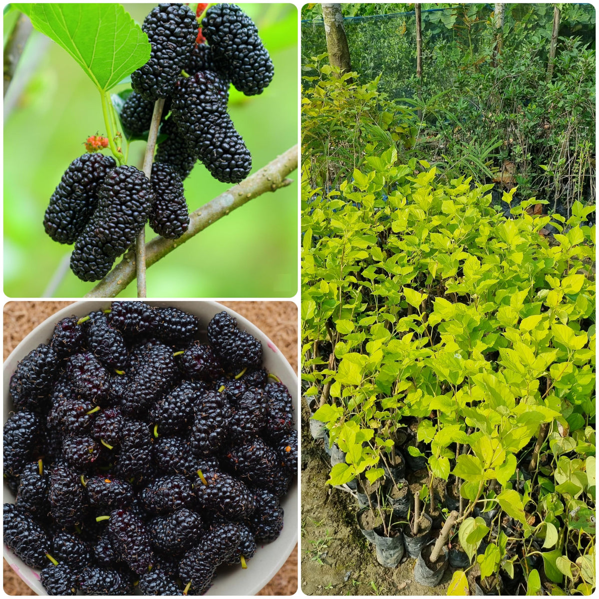Mulberry fruit and nursery plant collage.