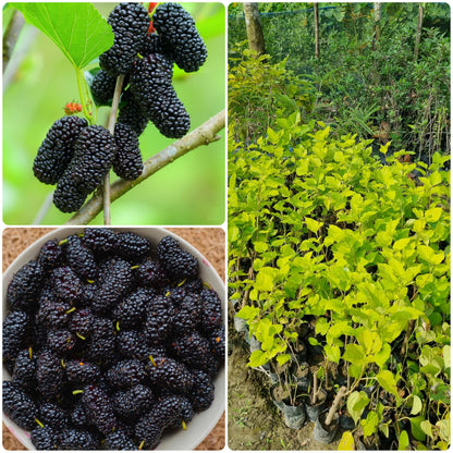 Mulberry fruit and nursery plant collage.