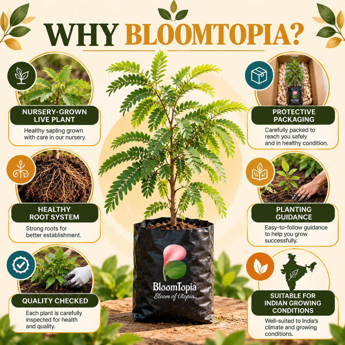 BloomTopia plant-handling and brand-information panel featuring Sweet Tamarind (Misthi Tetul).