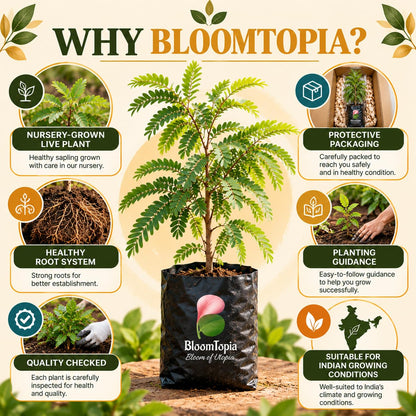 BloomTopia plant-handling and brand-information panel featuring Sweet Tamarind (Misthi Tetul).