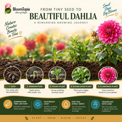 Dahlia plant growth timeline illustration.